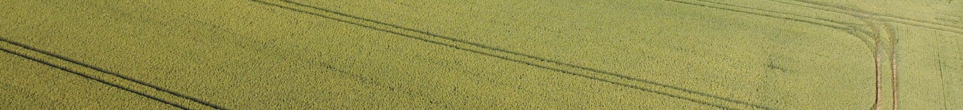 Kornfeld